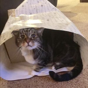 Meet your Posher, Patricia